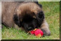 leonberger 051.jpg